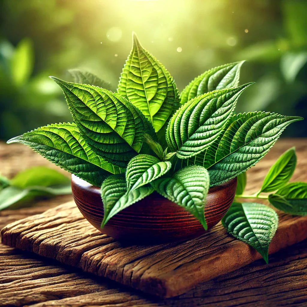 Sambong: Herbal Diuretic for Kidney Health & Detox