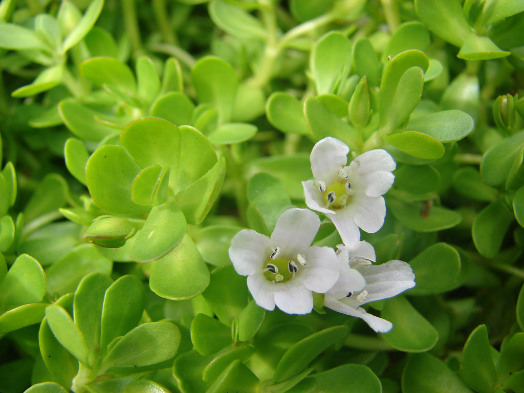 What is Bacopa Monnieri Extract?