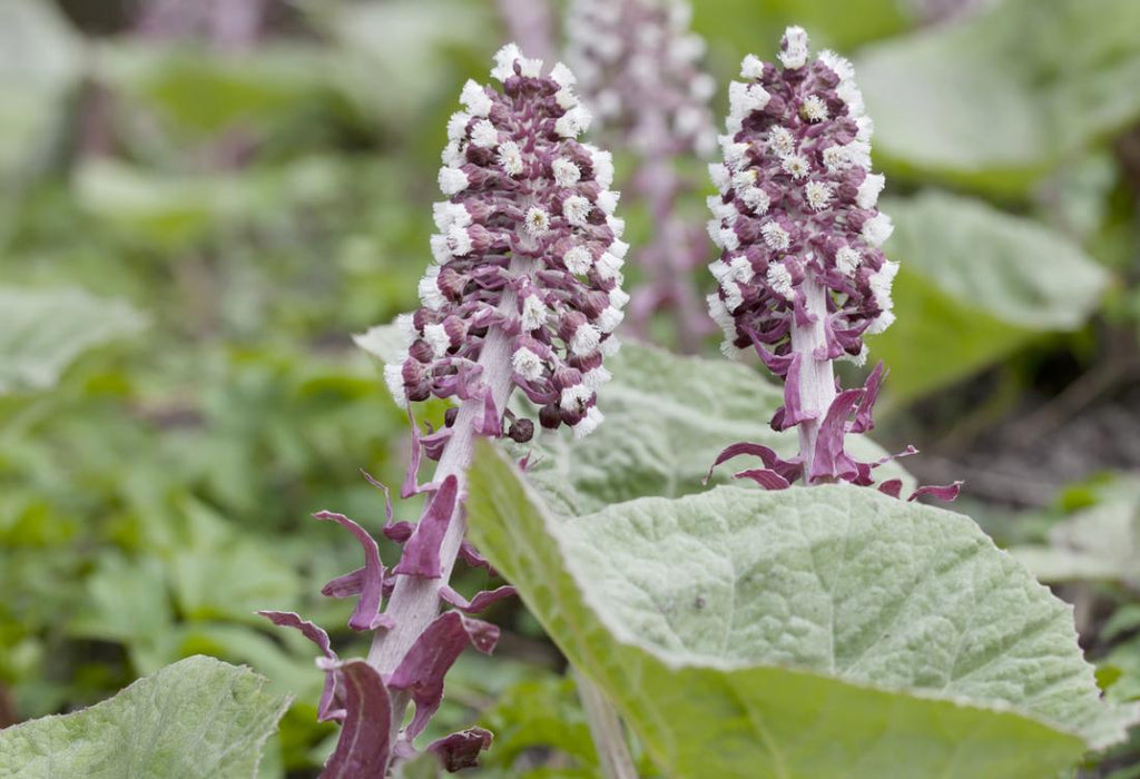 What is butterbur, and how does it work?